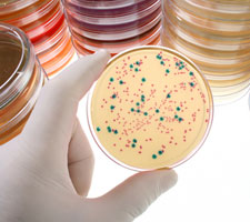 Herpes genitale e virus herpes simplex